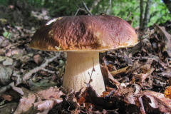 Boletus
