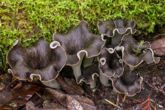 Trompeta de la muerte