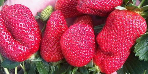 especialistas-freson