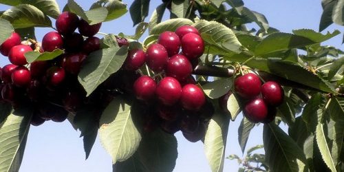 fruta-mayorista-detalle