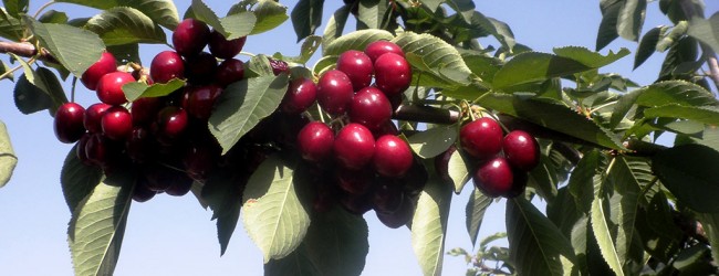 fruta-mayorista-detalle