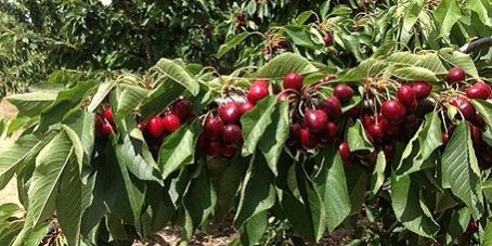 cerezas_murcia-455×250