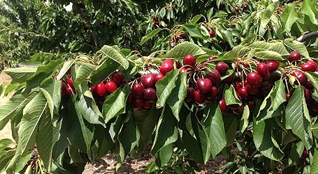 cerezas_murcia-455×250
